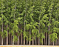  Poplar tree farm